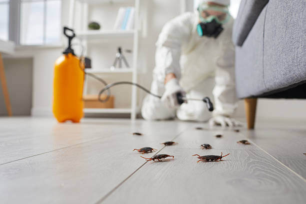 Commercial Rodent Management in West Salem